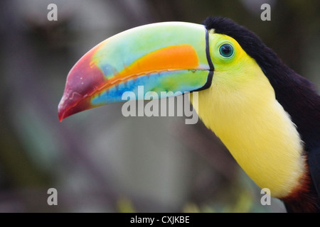 Ritratto dell'uccello Toucan (Ramphastos sulfuratus) Foto Stock