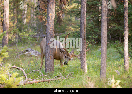 Mule Deer (Odocoileus hemionus) in velluto pascolare nel Parco Nazionale di Grand Teton, Wyoming negli Stati Uniti. Foto Stock