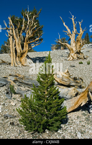 Bristlecone pine (Pinus longaeva) albero giovane emerge tra giganti, White Mountains, California Foto Stock