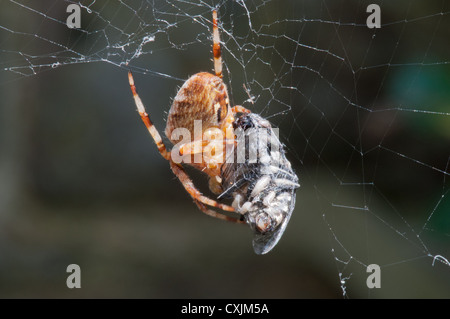 Giardino ORB SPIDER Araneus diadematus NEL WEB con mosche intrappolate. Regno Unito Foto Stock