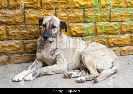 Senzatetto cane sporca in appoggio vicino a una parete. Foto Stock