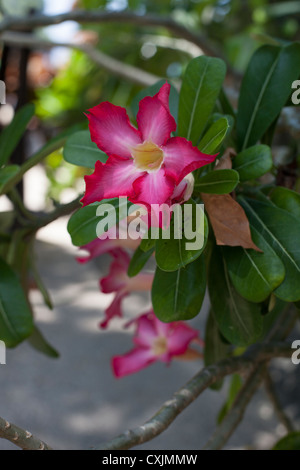 Adenium obesum o rosa del deserto Foto Stock