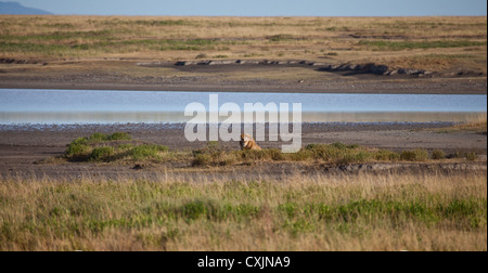 Un grande maschio leone guarda da dietro alcuni arbusti direttamente nella lente. Parco Nazionale del Serengeti, Tanzania. Foto Stock