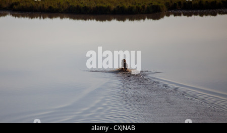 Un grande maschio lion attraversa un lago poco profondo dando l'impressione di camminare sull'acqua. Foto Stock