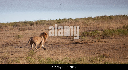 Un grande maschio lion corre attraverso la savana accanto a un lago. Parco Nazionale del Serengeti, Tanzania. Foto Stock