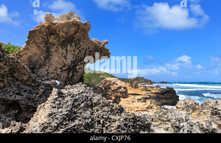 Rocce calcaree sulla spiaggia di Isola dei pinguini. Shoalwater Islands Marine Park, Rockingham Perth, Western Australia Foto Stock