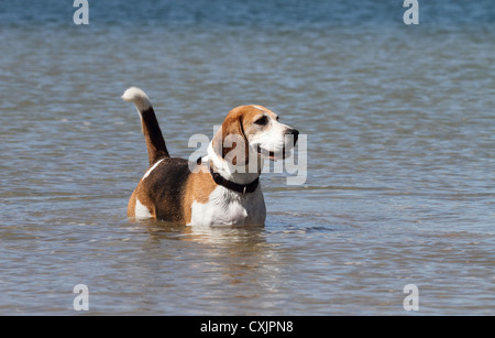 Beagle in piedi in acqua Foto Stock