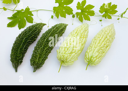 Zucca amara Foto Stock