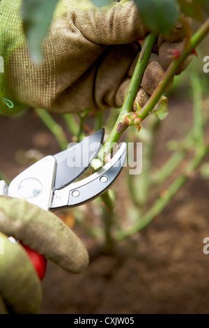 Giardiniere potatura Rose in autunno, Bradford, Ontario, Canada Foto Stock