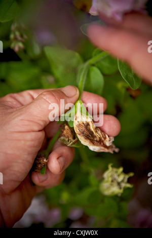 Close-up di giardiniere Deadheading fiori di petunia, Toronto, Ontario, Canada Foto Stock