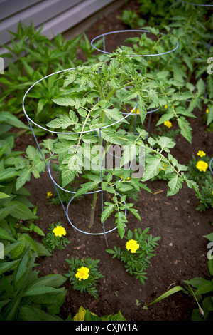 Le piante di pomodoro in giardino, Toronto, Ontario, Canada Foto Stock