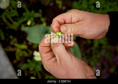 Giardiniere azienda Impianto Pod, Bradford, Ontario, Canada Foto Stock