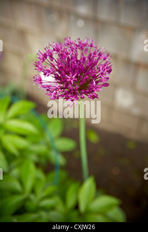 Close-up di Allium, Toronto, Ontario, Canada Foto Stock