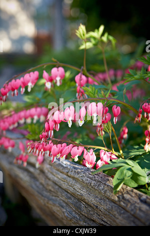 Cuori di sanguinamento, Toronto, Ontario, Canada Foto Stock