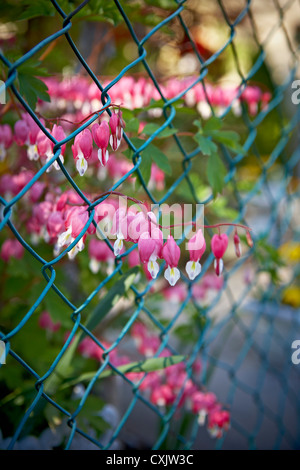 Spurgo cuori cresce attraverso la recinzione, Toronto, Ontario, Canada Foto Stock