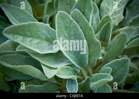 Close-up di agnello, orecchio, Toronto Giardino Botanico, Ontario, Canada Foto Stock