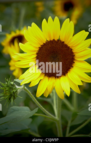 Close-up di girasole, Toronto Giardino Botanico, Toronto, Ontario, Canada Foto Stock