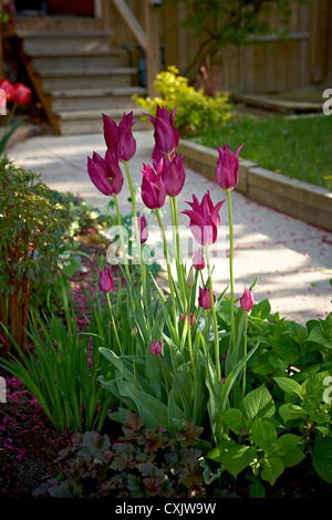 I tulipani in giardino, Toronto, Ontario, Canada Foto Stock