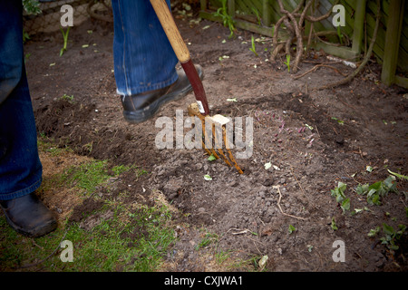 Giardiniere la lavorazione del terreno con il forcone, Toronto, Ontario, Canada Foto Stock