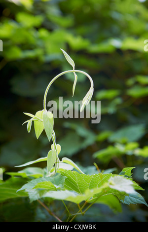 Close-up di Wisteria Vine, Toronto Giardino Botanico, Toronto, Ontario, Canada Foto Stock