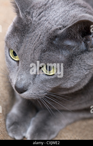 Il russo gatto blu Foto Stock