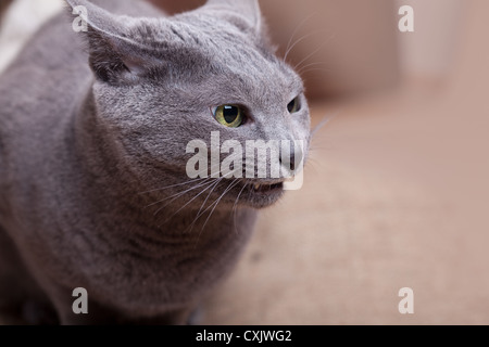 Cat il viso e gli occhi Foto Stock