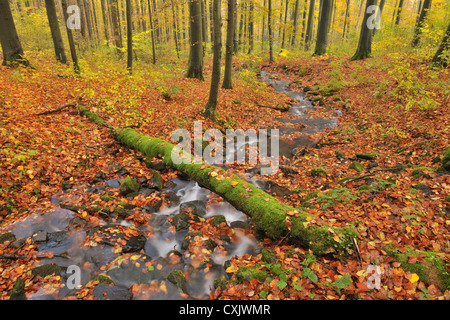 Flusso in autunno la foresta, Rhon montagne, Hesse, Germania Foto Stock