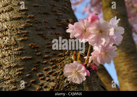 La fioritura dei ciliegi in Primavera, Franconia, Baviera, Germania Foto Stock