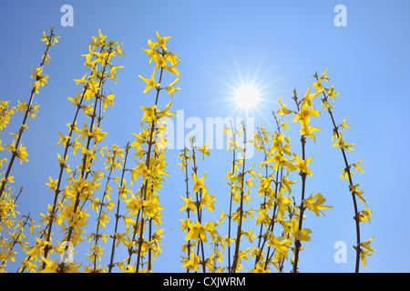 Fioritura di forsitia con Sun, Franconia, Baviera, Germania Foto Stock