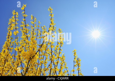 Fioritura di forsitia con Sun, Franconia, Baviera, Germania Foto Stock