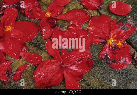 Chiudere fino al di sopra del rosso scarlatto fiori caduto da begonia tuberosa pianta e giacente bagnato e schiacciate al calpestio Foto Stock