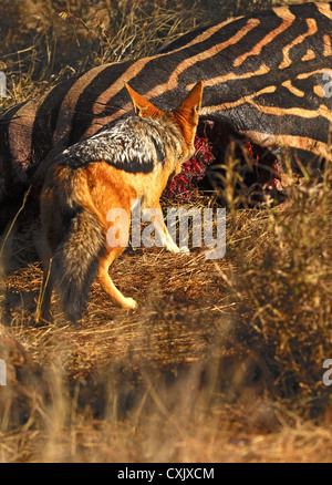 Nero-backed jackal ad una carcassa di zebra Foto Stock
