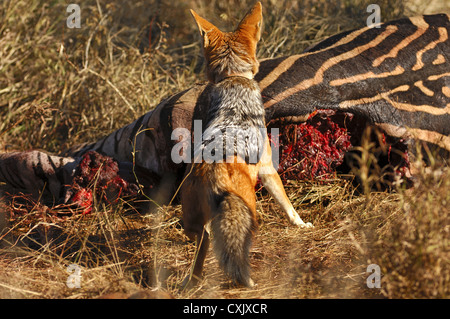Nero-backed jackal ad una carcassa di zebra Foto Stock