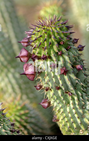 Hoodia ruschii ibrido, Sud Africa Foto Stock