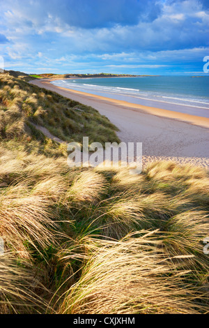 Ricoperto di erba dune e Spiaggia di sabbia di Embleton Bay, Northumberland, Inghilterra Foto Stock