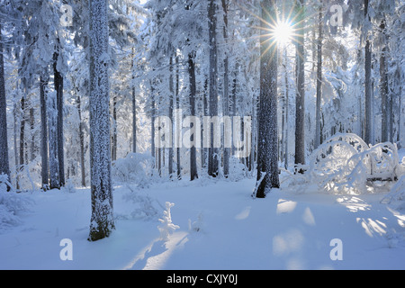 Coperta di neve la foresta, Grosser Inselsberg, Brotterode, Turingia, Germania Foto Stock
