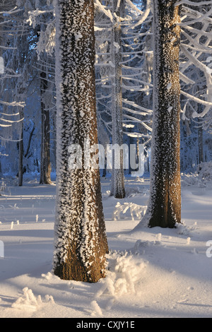 Coperta di neve la foresta, Grosser Inselsberg, Brotterode, Turingia, Germania Foto Stock