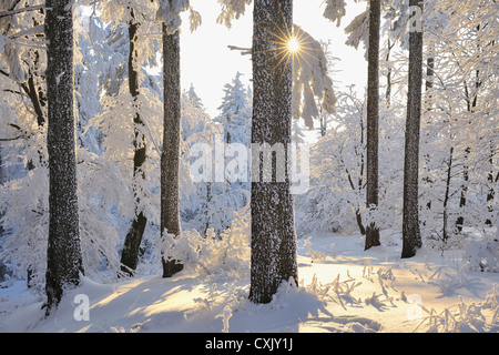 Coperta di neve foresta con Sun, Grosser Inselsberg, Brotterode, Turingia, Germania Foto Stock