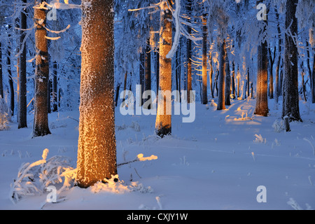 Coperta di neve foresta al tramonto, Grosser Inselsberg, Brotterode, Turingia, Germania Foto Stock
