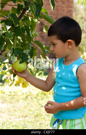 Carino piccolo ragazzo (bambino) raccolta di mele da un albero in un giardino Foto Stock