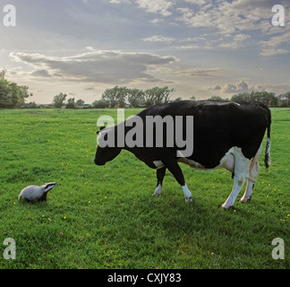 Badger cub guarda il frisone mucca in UK farm evidenziando la tubercolosi bovina polemiche Foto Stock