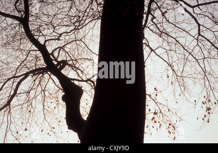 Dettaglio del tronco del comune o di faggio Fagus sylvatica tree stagliano foggy cielo luminoso con ultimo foglie rimanenti Foto Stock