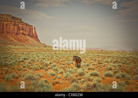 Cavallo su Douglas Mesa Trail, Monument Valley, Utah, Stati Uniti d'America Foto Stock