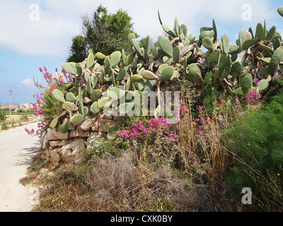 Un sacco di cactus al macadam strada in isola di Malta Foto Stock