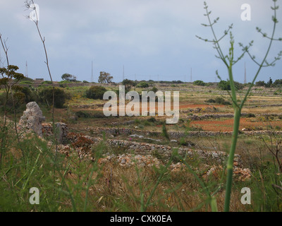 Un finocchio selvatico in un campo Foto Stock