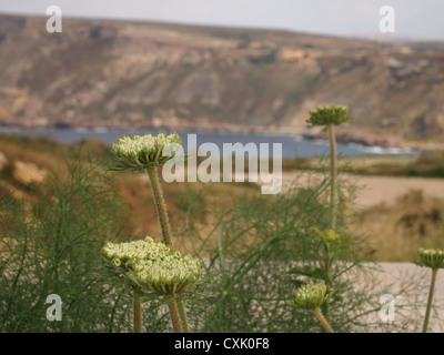 Una foto vicina di fiori di finocchio Foto Stock