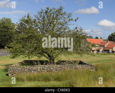 Pinfold per animali randagi in estate Goathland villaggio North York Moors National Park North Yorkshire Inghilterra Regno Unito GB Gran Bretagna Foto Stock