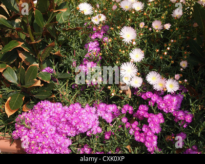 Un bel giardino di fiori Foto Stock