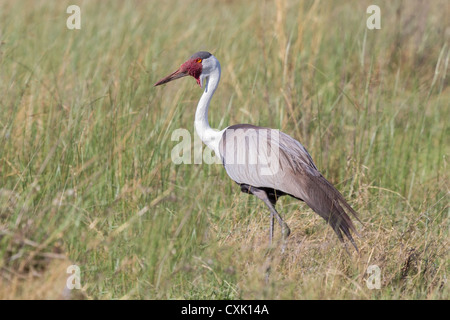 Wattled adulto-gru (grus carunculata) in erba lunga, vista laterale, Moremi, Botswana Foto Stock