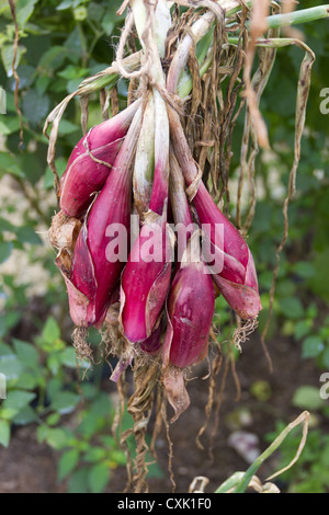 Mazzetto di rosso lungo le cipolle Firenze appesi in una serra. Foto Stock